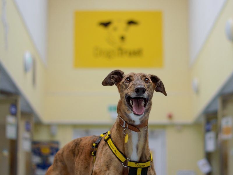 Dog Rescue Adoption Kenilworth West Midlands Dogs Trust